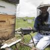 Apicultores, agricultores y gobierno deben de trabajar de manera conjunta para proteger a las abejas